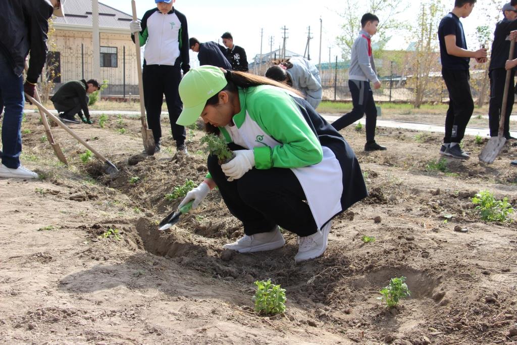 Подробнее о статье Субботник в NIS Кызылорды: посадили около тысячи деревьев